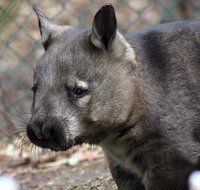Peel Zoo - Mackay Tourism