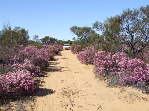 Reynoldson's Flora Reserve - Mackay Tourism 0