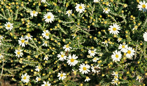 Round Tank Picnic Area - Mackay Tourism 0
