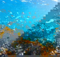Snorkelling McKenzies Beach - Mackay Tourism