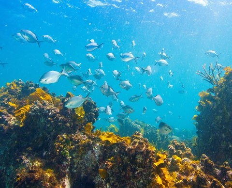 Snorkelling McKenzies Beach - Mackay Tourism 0