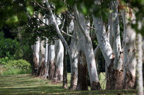 Teven Valley Golf Course - Mackay Tourism 1