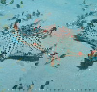 The Pines Dive Site - Mackay Tourism