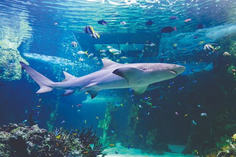 Hop-On Hop-Off Bus And Cruise PLUS Attractions - Mackay Tourism 9