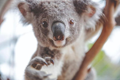 Hop-On Hop-Off Bus And Cruise PLUS Attractions - Mackay Tourism 1