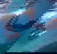 Small-Group Underwater Scooter Experience in Clovelly - Mackay Tourism