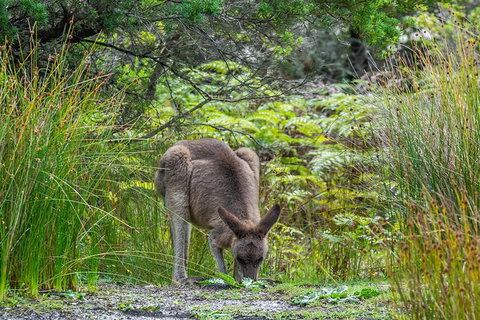 Beaches Of Eden Photographic Discovery Tours - Mackay Tourism 11