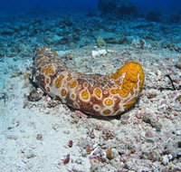 Two Towers Dive Site - Mackay Tourism