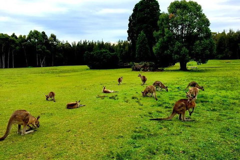 Blue Mountains Into The Wild Overnight Camping 4WD Off Road Wilderness Adventure - Mackay Tourism 1