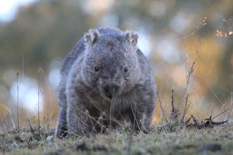 Ultimate Blue Mountains And Wildlife Tour - Mackay Tourism 3