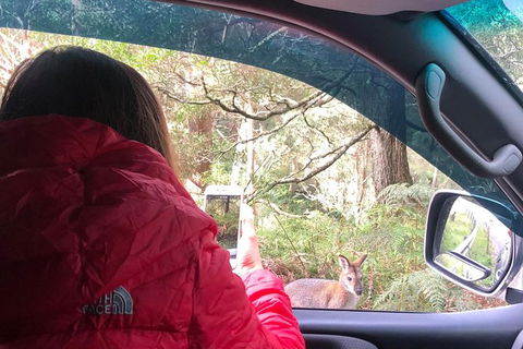 Jenolan Caves Blue Mountains And Kanangra Walls Look Out 4WD Day Tour - Mackay Tourism 9