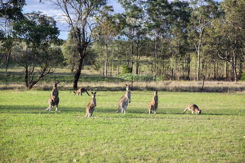 Private Full-Day Wine Tour In Hunter Valley - Mackay Tourism 2