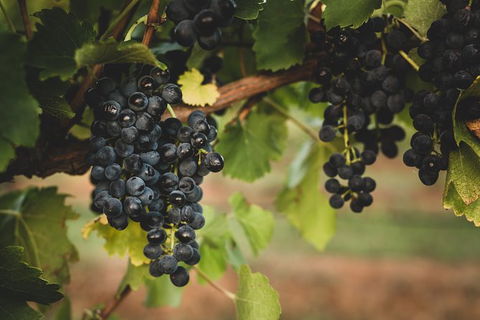 Hideaway Private Tours Hunter Valley - Mackay Tourism 9