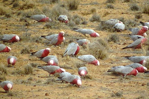 8-Day NSW Outback Tour Broken Hill Bourke Mungo Warrumbungles From Sydney - Mackay Tourism 9