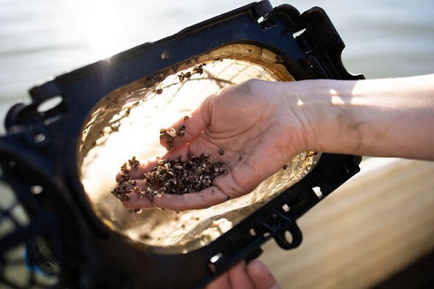 Oyster Farm Tour- Hawkesbury River (1hr North Of Sydney). - Mackay Tourism 5