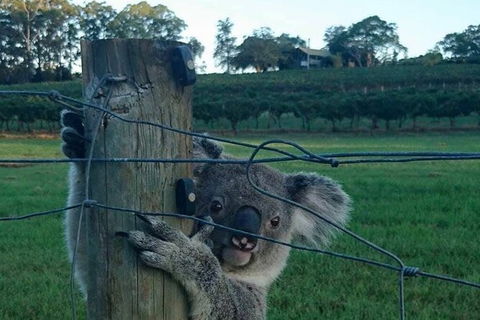 The Secret Vines Experience Port Macquarie - Mackay Tourism 1