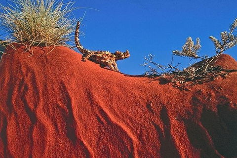 Alice Springs, Uluru Ayers Rock & Kings Canyon 8 Days Touring Package - Mackay Tourism 4