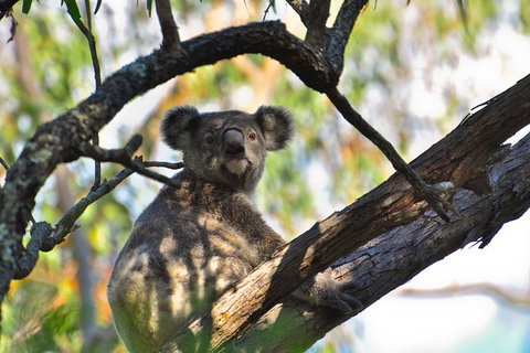 Gold Coast Lamington National Park And Tamborine Mountain 4WD Ecotour - Mackay Tourism 3