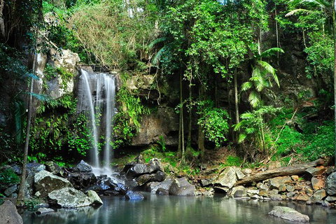Gold Coast Lamington National Park And Tamborine Mountain 4WD Ecotour - Mackay Tourism 2