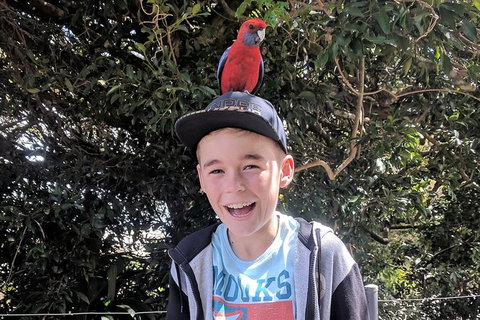 Gold Coast Lamington National Park And Tamborine Mountain 4WD Ecotour - Mackay Tourism 4