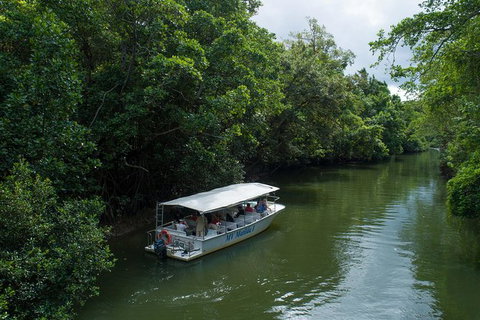 Daintree Rainforest, Cape Tribulation And Bloomfield Track Small Group Tour - Mackay Tourism 5