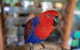 Daintree Rainforest, Cape Tribulation And Bloomfield Track Small Group Tour - thumb 14