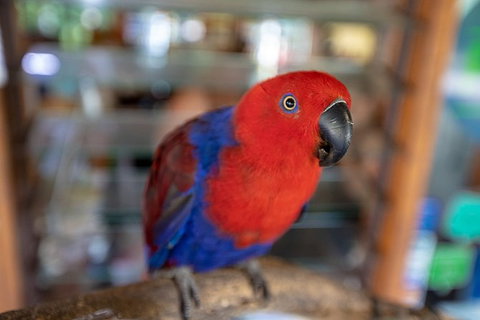 Daintree Rainforest, Cape Tribulation And Bloomfield Track Small Group Tour - Mackay Tourism 14