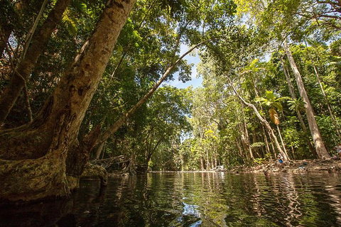 Daintree Rainforest, Cape Tribulation And Bloomfield Track Small Group Tour - Mackay Tourism 7