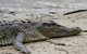 Daintree Rainforest, Cape Tribulation And Bloomfield Track Small Group Tour - thumb 8