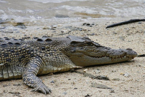 Daintree Rainforest, Cape Tribulation And Bloomfield Track Small Group Tour - Mackay Tourism 8