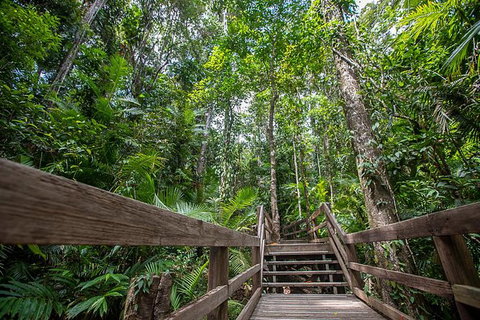 Daintree Rainforest, Cape Tribulation And Bloomfield Track Small Group Tour - Mackay Tourism 13