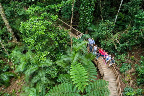 Daintree Rainforest, Cape Tribulation And Bloomfield Track Small Group Tour - Mackay Tourism 0