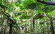 2-Day Cape Tribulation And Daintree Rainforest Tour From Cairns /Port Douglas - thumb 0
