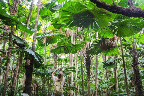 2-Day Cape Tribulation And Daintree Rainforest Tour From Cairns /Port Douglas - Mackay Tourism 0