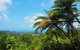 2-Day Cape Tribulation And Daintree Rainforest Tour From Cairns /Port Douglas - thumb 1
