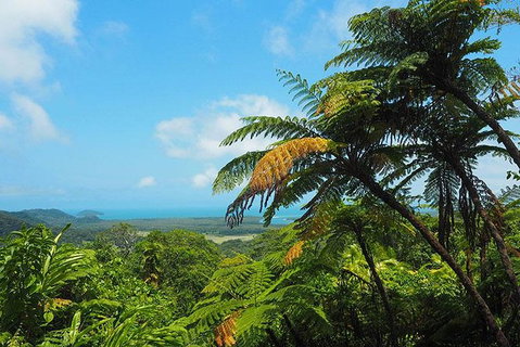 2-Day Cape Tribulation And Daintree Rainforest Tour From Cairns /Port Douglas - Mackay Tourism 1