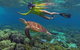 2-Day Cape Tribulation And Daintree Rainforest Tour From Cairns /Port Douglas - thumb 4