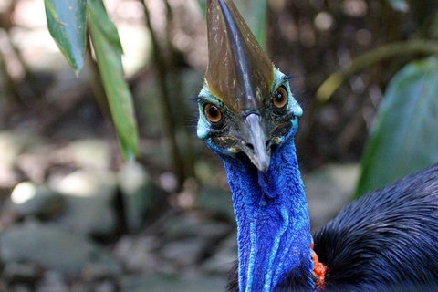 2-Day Cape Tribulation And Daintree Rainforest Tour From Cairns /Port Douglas - Mackay Tourism 8