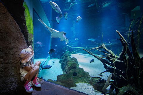 Cairns Aquarium Admission Ticket - Mackay Tourism 1