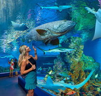 Cairns Aquarium Admission Ticket - Mackay Tourism
