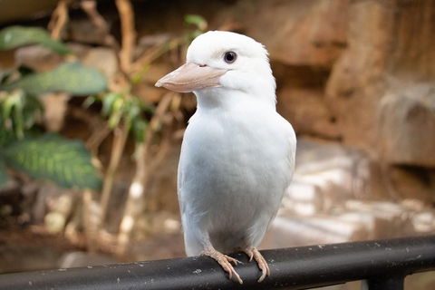 Cairns ZOOM And Wildlife Dome - Mackay Tourism 3