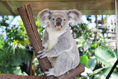 Cairns ZOOM And Wildlife Dome - Mackay Tourism 6