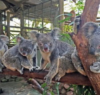 Skip the Line Kuranda Rainforestation Nature Park Ticket - Mackay Tourism