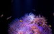 SEA LIFE Sunshine Coast Aquarium Entrance Ticket - thumb 1