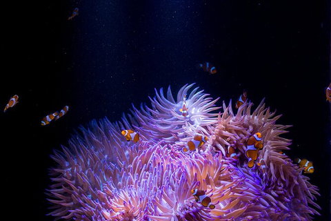 SEA LIFE Sunshine Coast Aquarium Entrance Ticket - Mackay Tourism 1