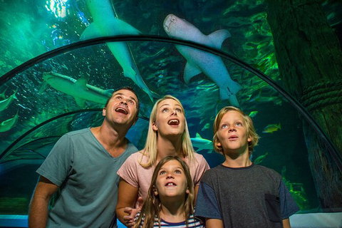 SEA LIFE Sunshine Coast Aquarium Entrance Ticket - Mackay Tourism 3