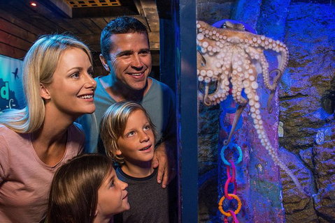 SEA LIFE Sunshine Coast Aquarium Entrance Ticket - Mackay Tourism 5