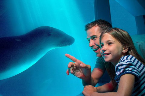 SEA LIFE Sunshine Coast Aquarium Entrance Ticket - Mackay Tourism 0