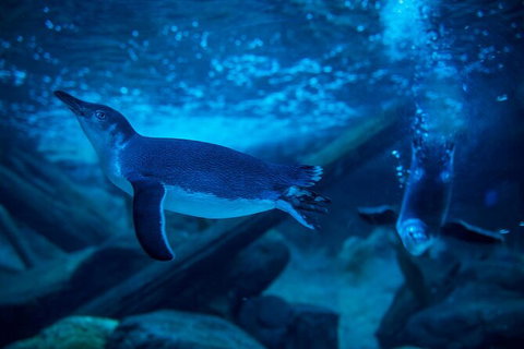 SEA LIFE Sunshine Coast Aquarium Entrance Ticket - Mackay Tourism 2