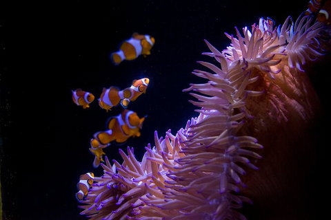 SEA LIFE Sunshine Coast Aquarium Entrance Ticket - Mackay Tourism 6